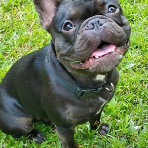 Meet your Posher, Maximus